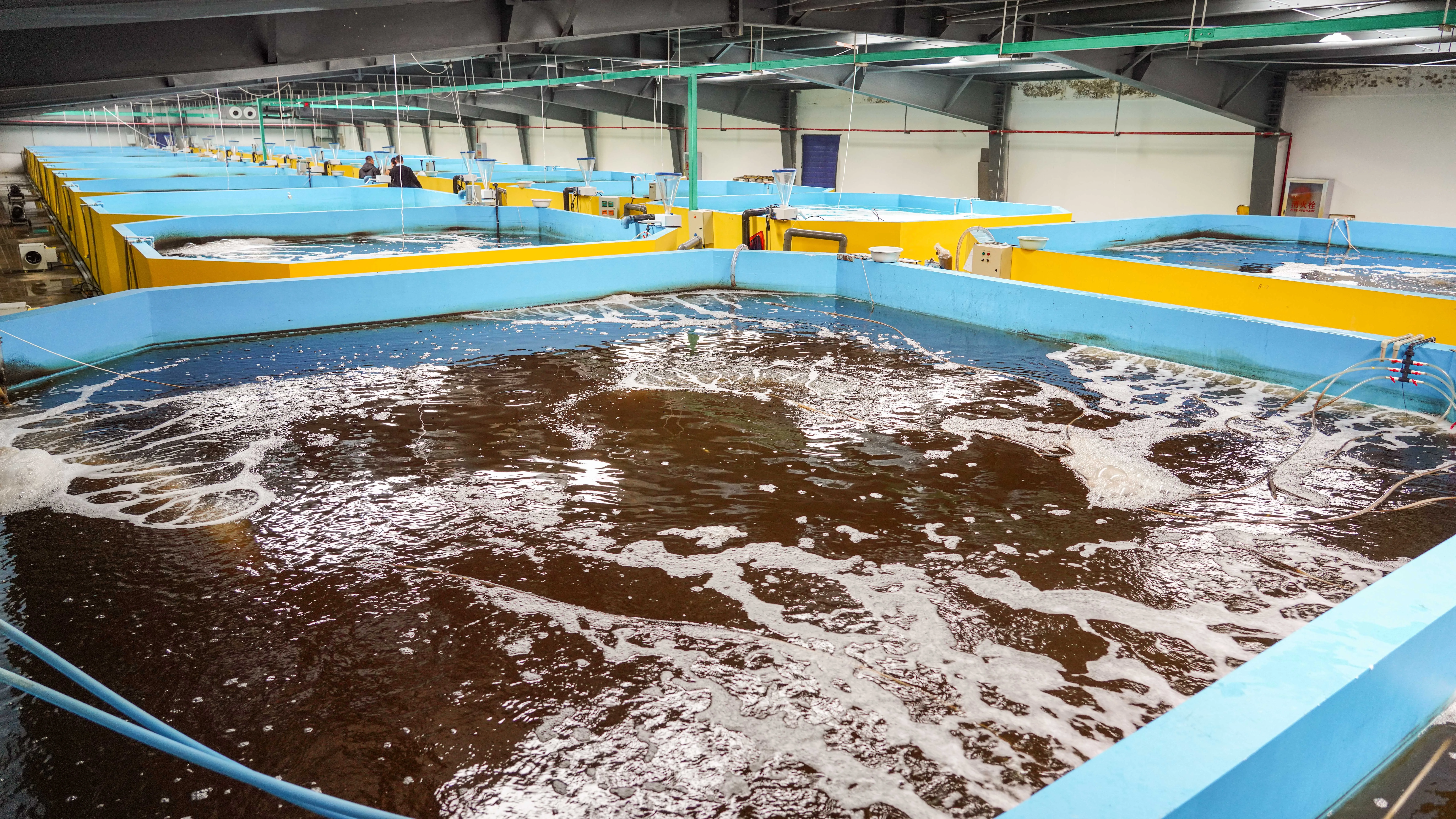 Aquaculture aeration application